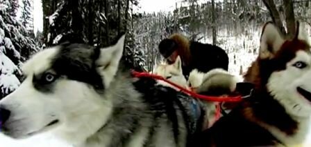 Катание на собачьих упряжках в тайге